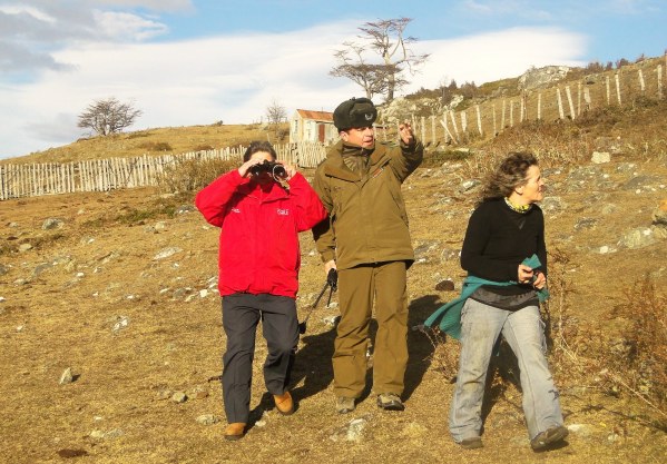 Preocupación de autoridades por ataques de perros salvajes a ganado en Isla Navarino
